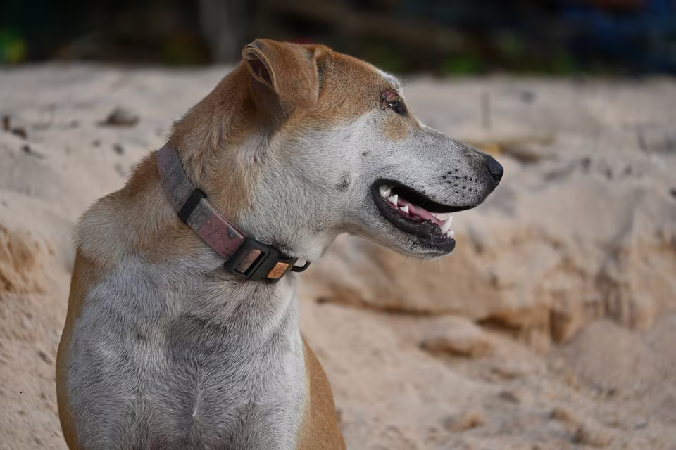 Aufmerksamer Hund mit Halsband sitzt im Sand