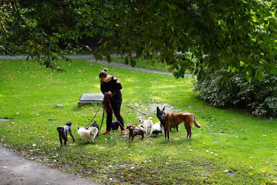 Betreuerin mit mehreren Hunden an der Leine auf einer Rasenfläche