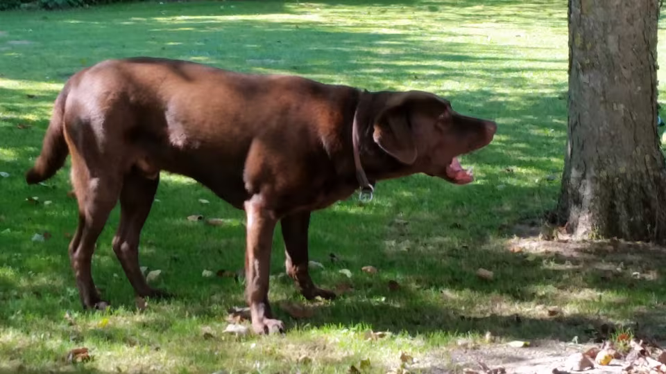 Brauner Labrador bellt auf einer Wiese