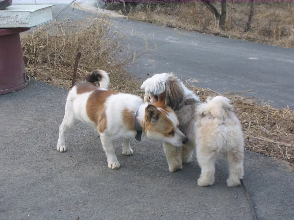 Drei kleine Hunde begegnen sich auf einem Weg