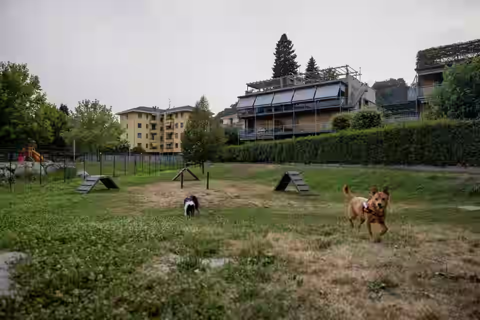 Zwei Hunde auf einer eingezäunten Hundewiese mit Spielgeräten
