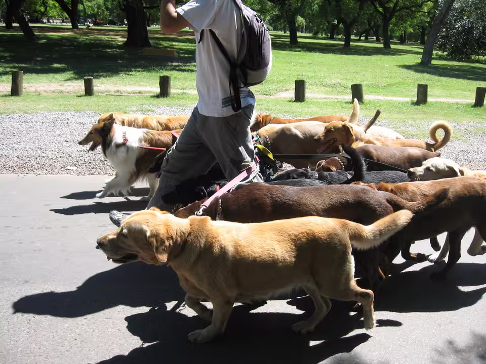 Ein Gassigeher führt mehrere Hunde an der Leine durch einen Park