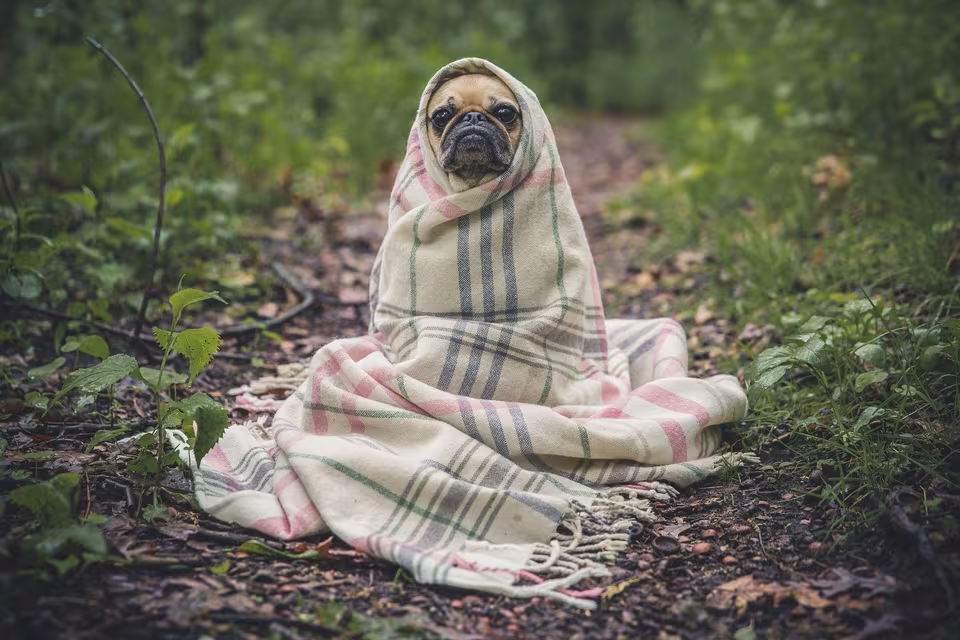 Kleiner Hund sitzt eingewickelt in eine karierte Decke