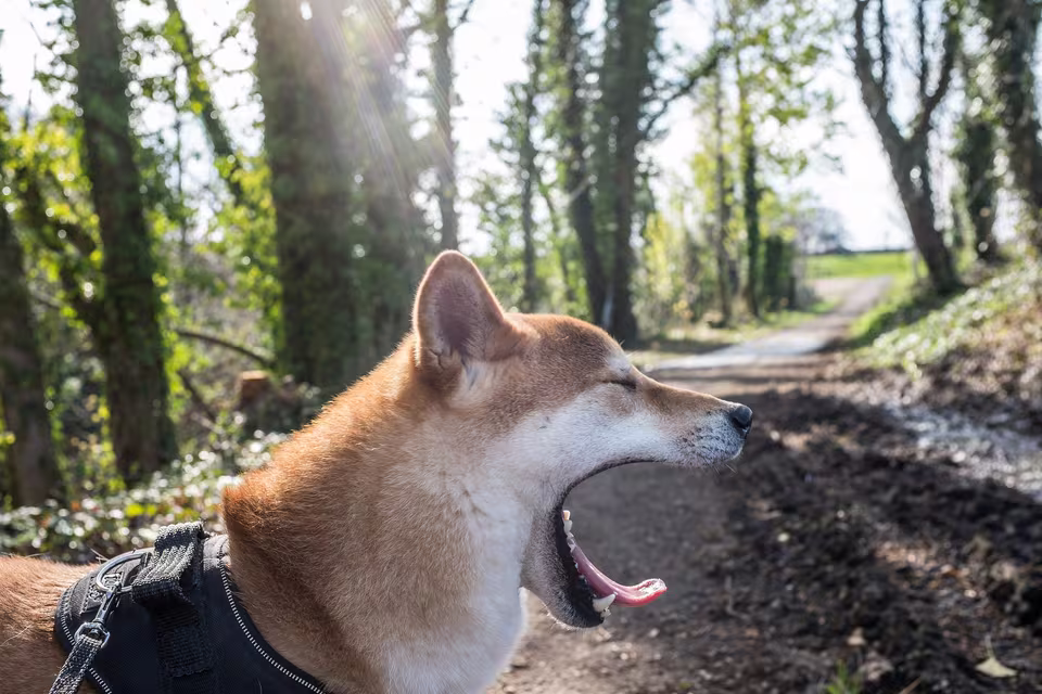 Shiba Inu gähnt auf einem Waldweg