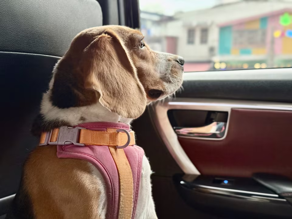 Hund mit Geschirr sitzt im Auto und schaut aus dem Fenster