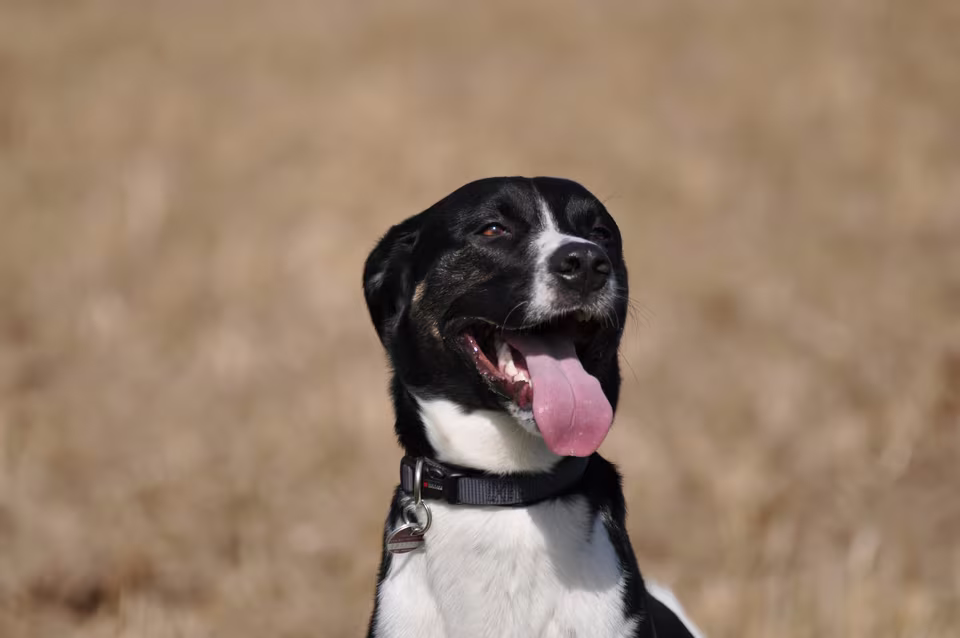 Hund hechelt mit heraushängender Zunge