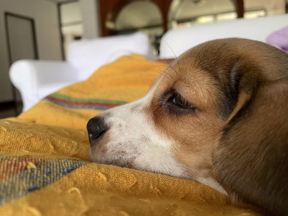 Hund liegt mit dem Kopf auf einer Decke auf dem Sofa