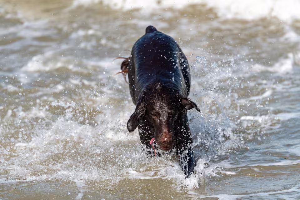 Dunkler Hund läuft durch spritzendes Wasser
