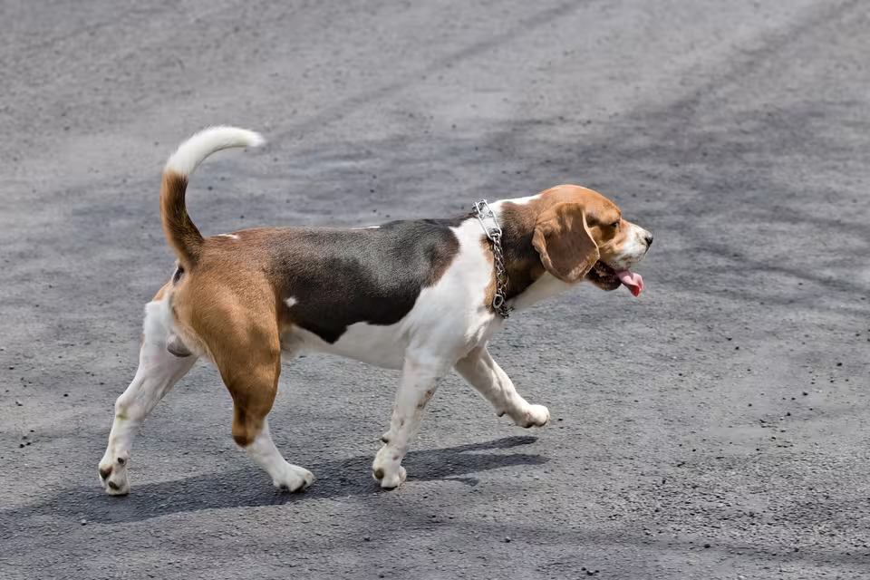 Dreifarbiger Hund läuft über eine asphaltierte Fläche