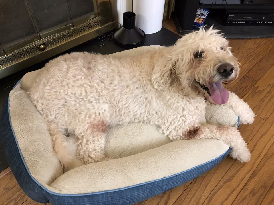 Hund liegt entspannt in seinem Hundebett in der Wohnung