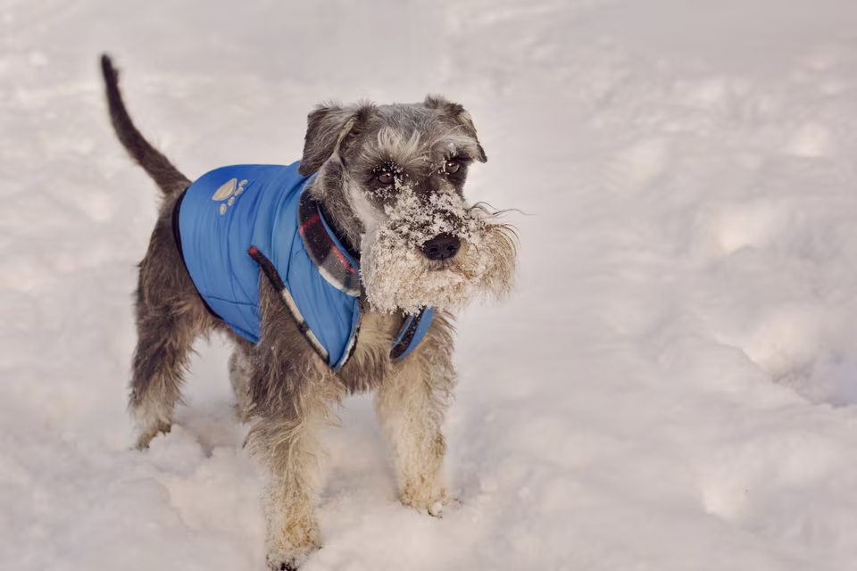 Kleiner Hund im blauen Mantel steht im Schnee