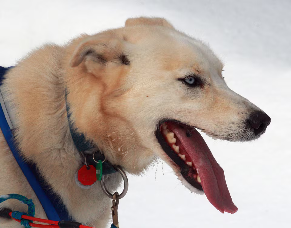 Hund mit Marken am Halsband