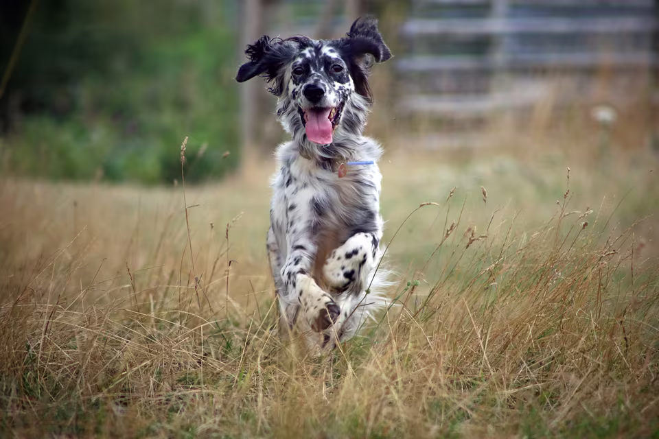 Gefleckter Hund rennt durch hohes Gras