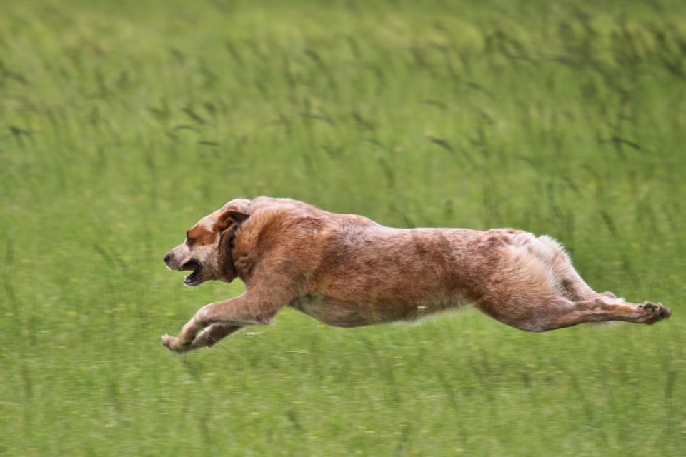 Hund rennt in vollem Lauf über eine Wiese