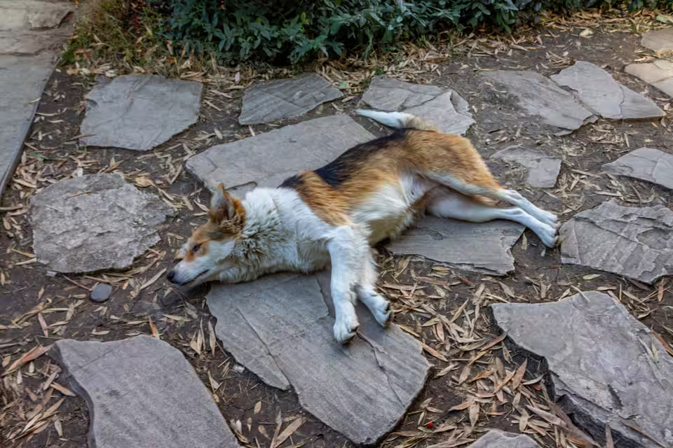 Hund ruht auf Steinplatten in einem Garten