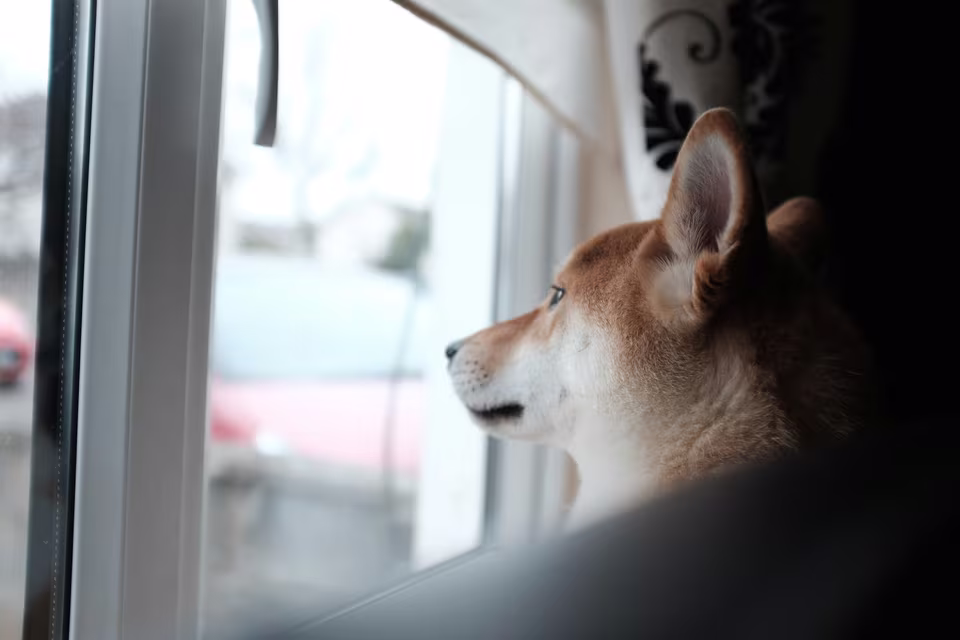 Hund schaut aus dem Fenster nach draußen