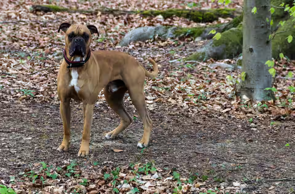 Hund steht im Laub auf einem Waldboden