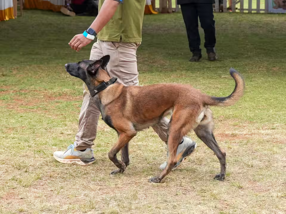 Hund läuft bei einer Übung neben seinem Halter