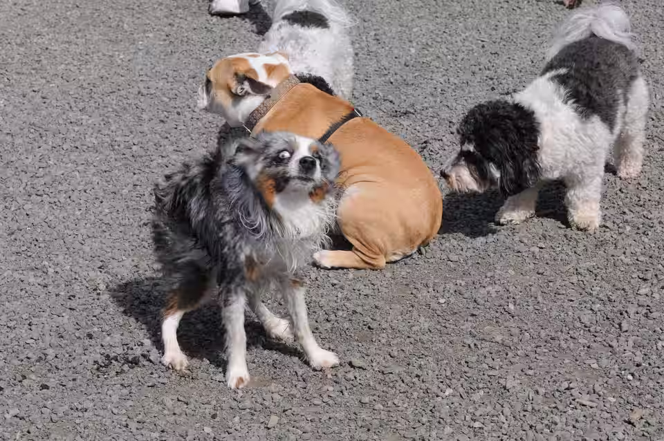 Mehrere Hunde begegnen sich auf einem Kiesplatz