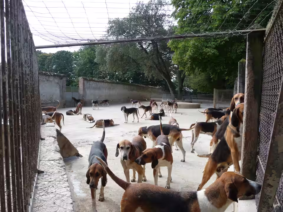 Viele Hunde in einem großen eingezäunten Auslauf