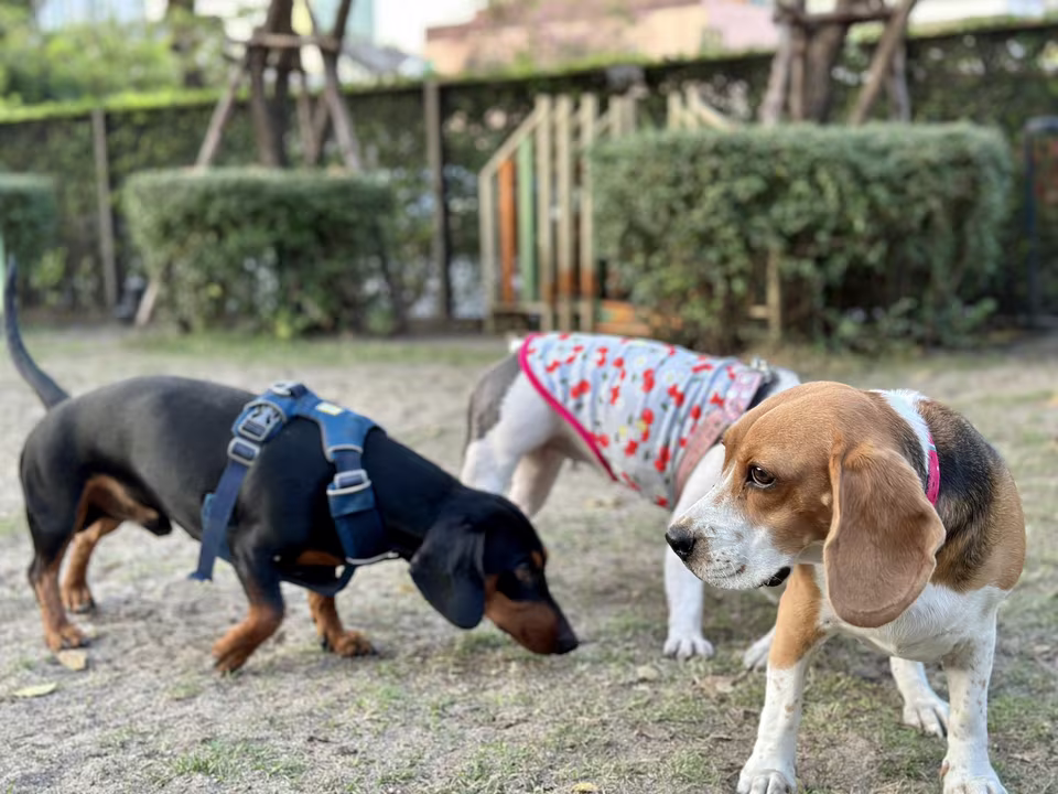 Drei Hunde schnuppern gemeinsam auf einem Sandplatz