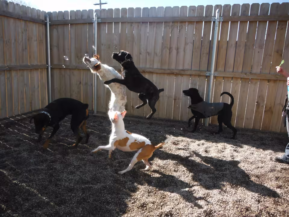Mehrere Hunde spielen in einem Hof mit Holzzaun
