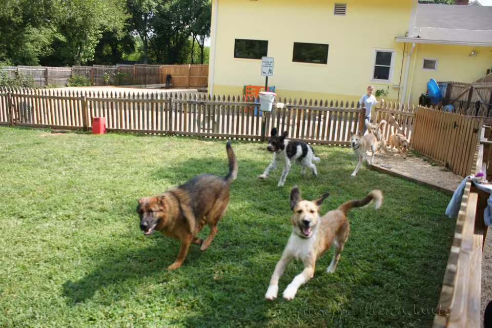 Mehrere Hunde spielen in einem eingezäunten Garten