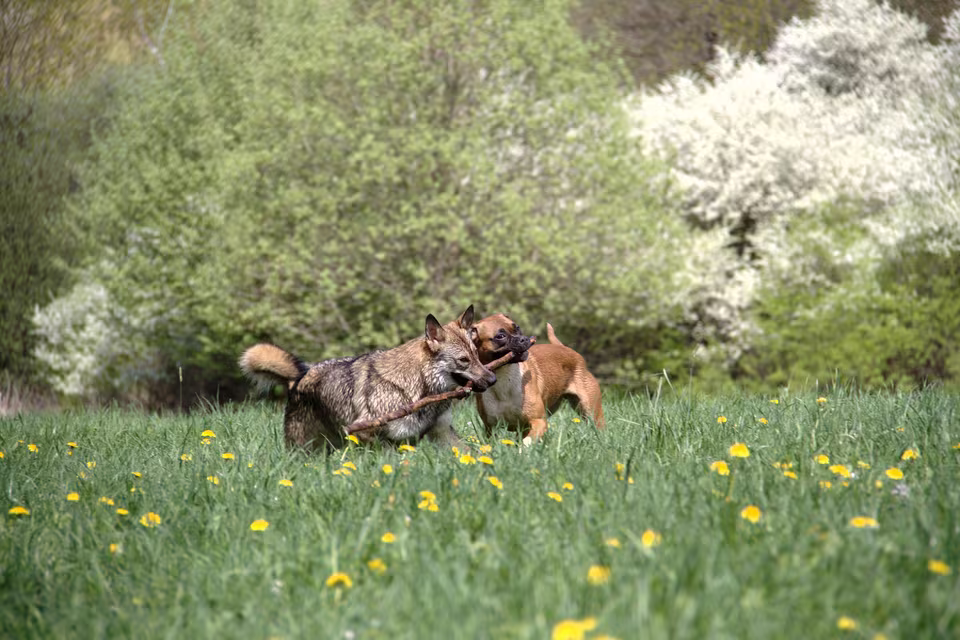 Hunde spielen auf einer Wiese mit Löwenzahn