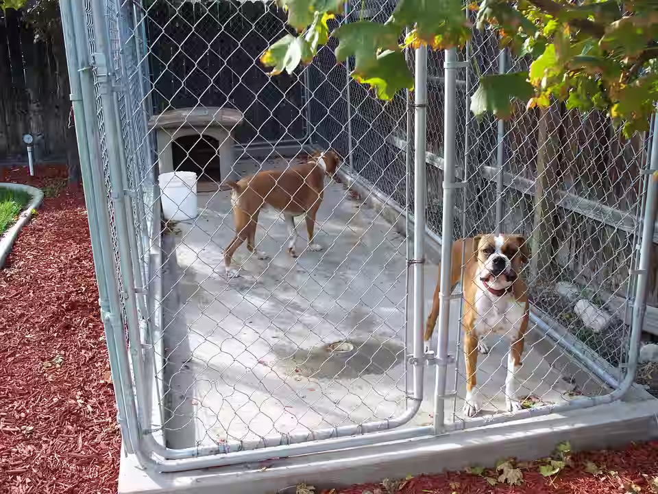 Zwei Hunde in einem eingezäunten Auslauf einer Pension