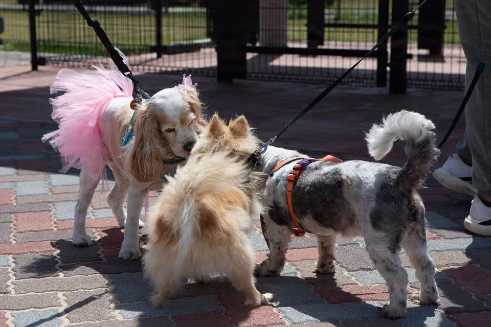 Mehrere kleine Hunde an der Leine treffen sich auf einem Gehweg