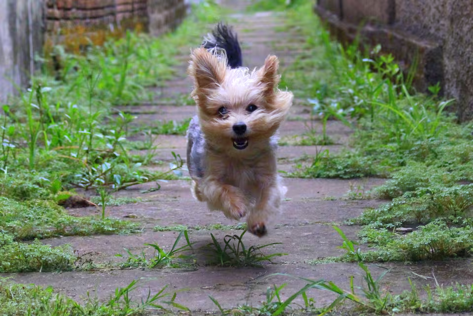 Kleiner Hund rennt auf einem Gartenweg nach vorn