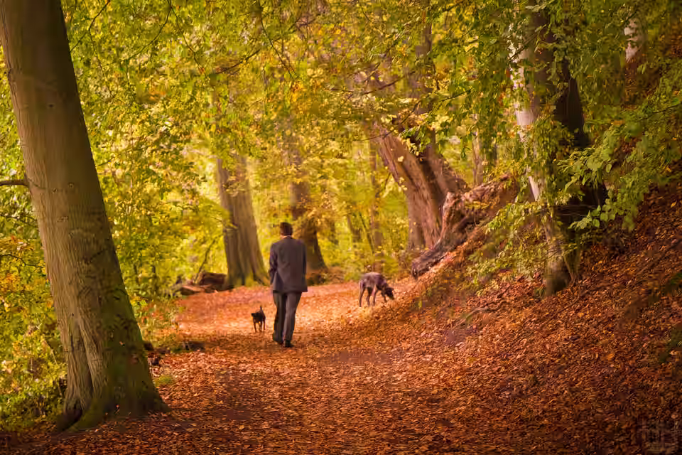 Spaziergang mit Hunden auf einem Waldweg im Herbst