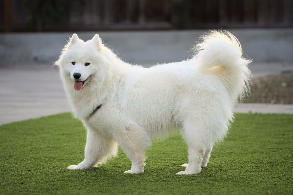 Weißer, flauschiger Hund steht auf einem Rasen