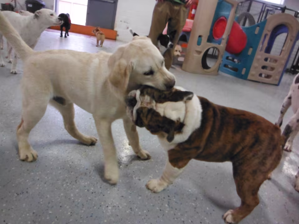 Welpe und junger Hund spielen mit einem Spielzeug