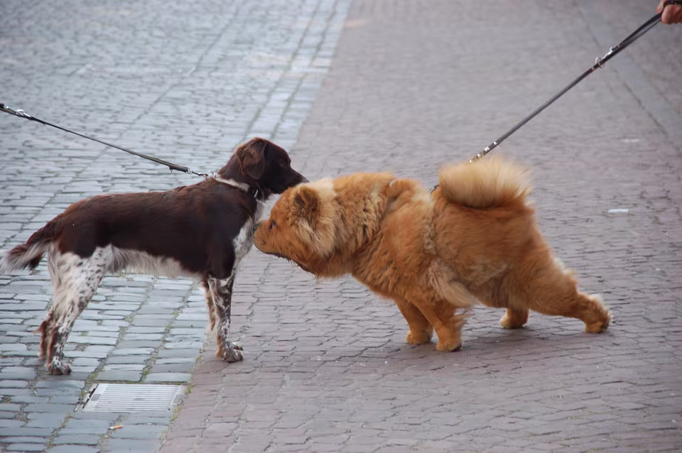 Zwei Hunde an der Leine beschnuppern sich auf dem Gehweg