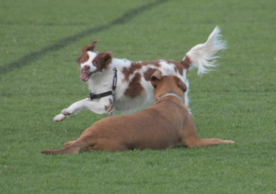 Zwei Hunde spielen auf einer Wiese