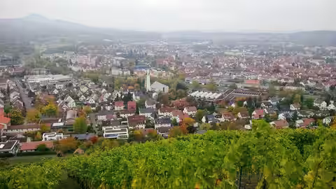 Metzingen: Weinberg